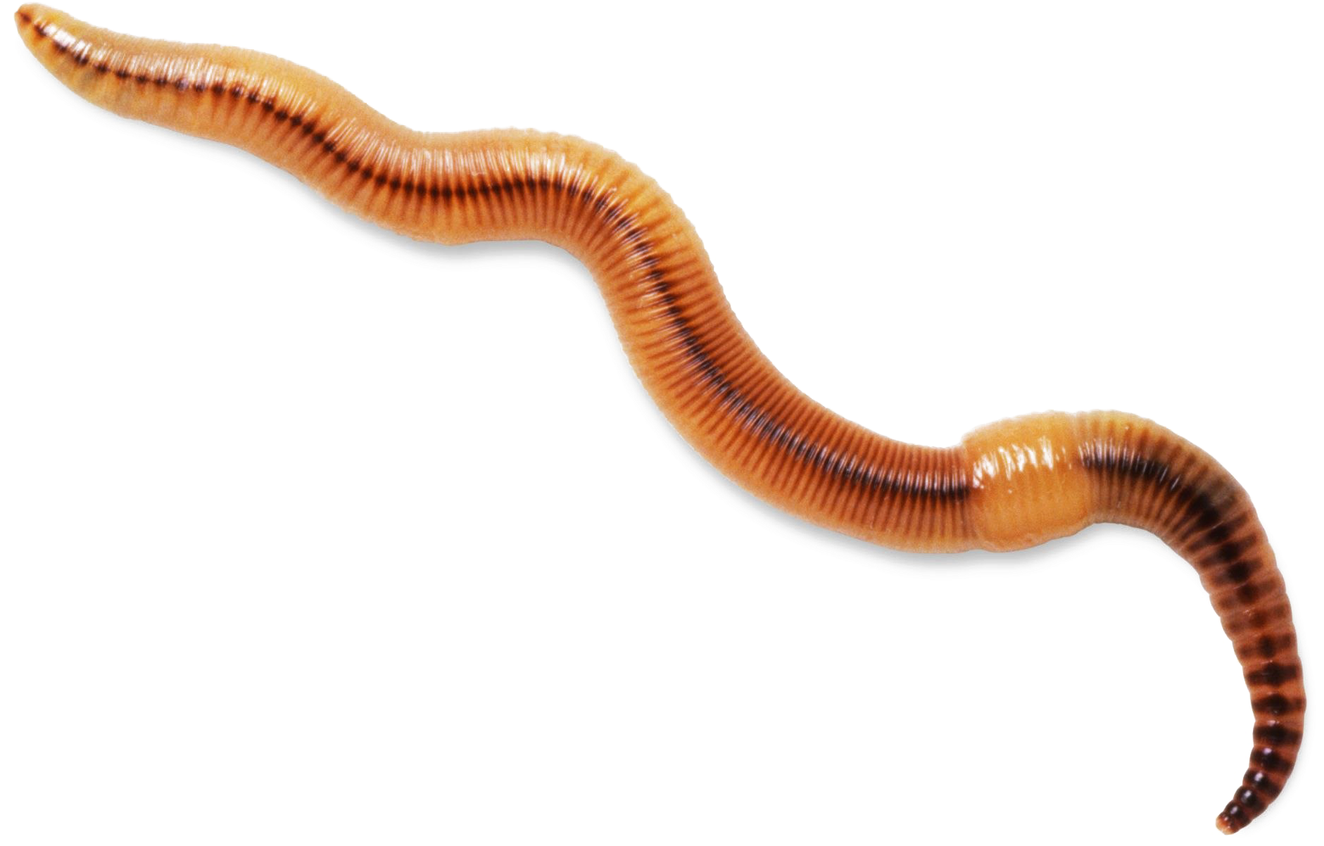 Download Worms Transparent Background - Worm Transparent Background