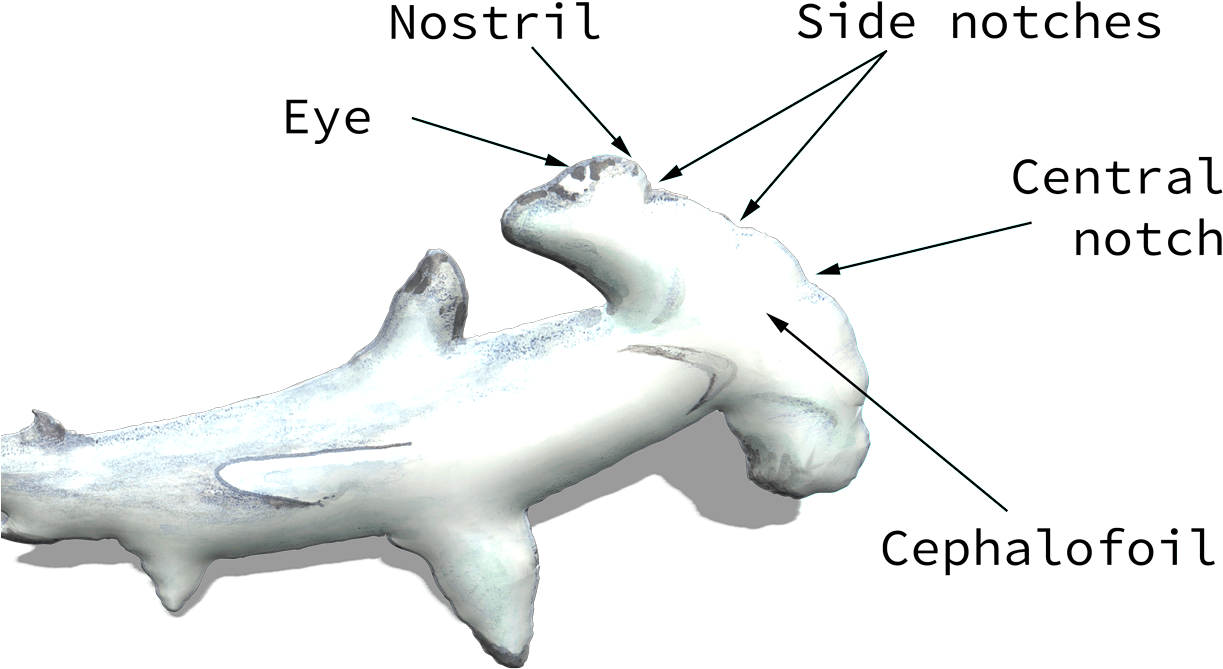Download Transparent Hammerhead Shark Png - Diagram Of A Great
