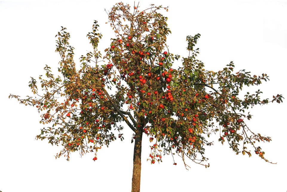 Download Transparent Apple Trees - Apple Tree Transparent Background