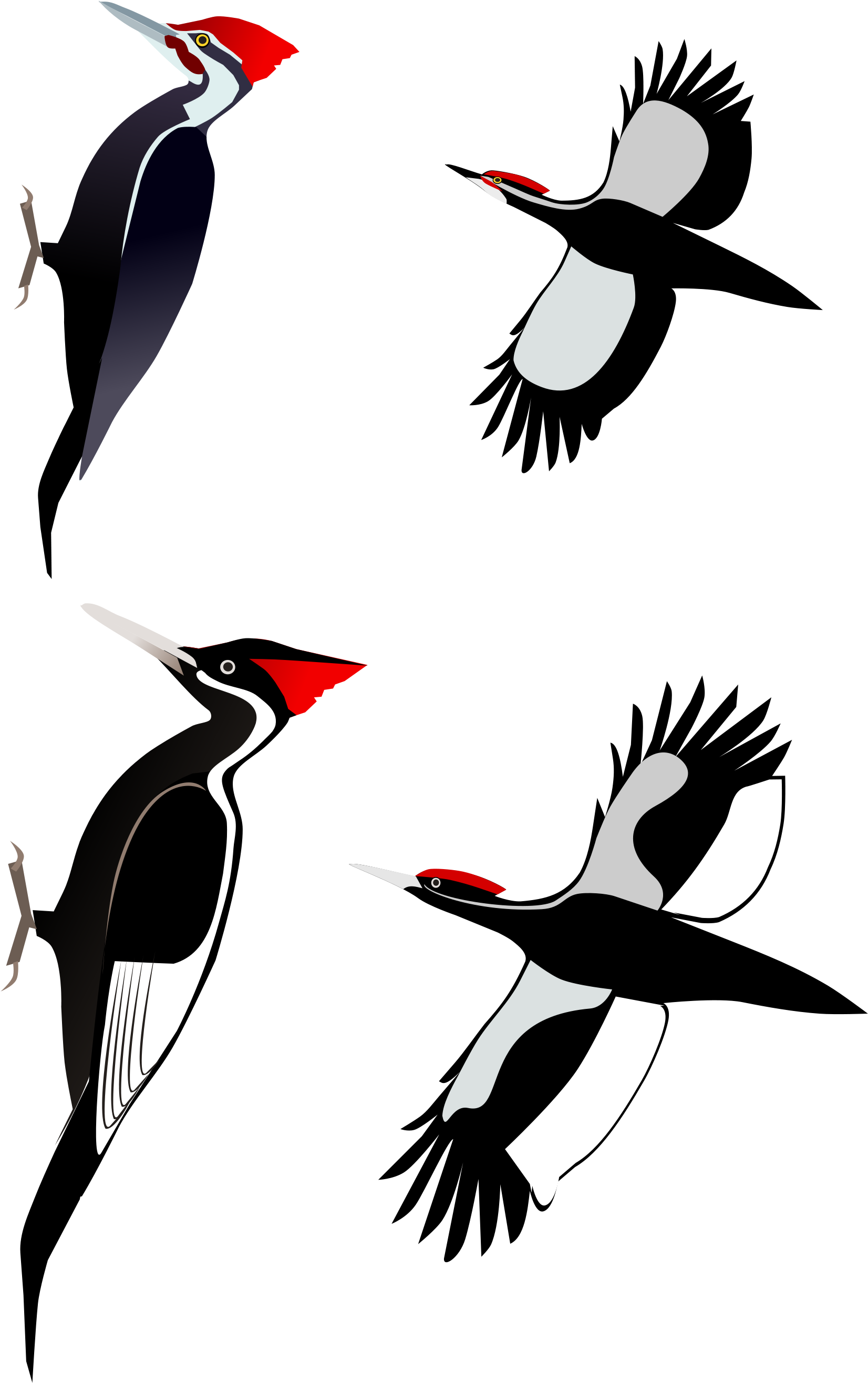 Download Ivory Billed Pileated Woodpecker Comparison - ClipartKey