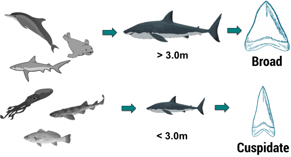 Download Download Accepted White Shark Food Chain And Concurrent