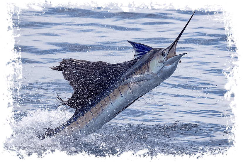 Download Transparent Marlin Fish Png - Atlantic Blue Marlin - ClipartKey