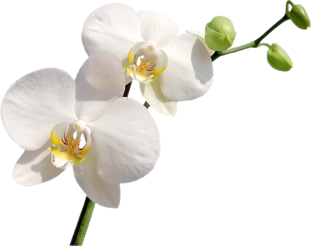 Download White Orchids Orchid Png ClipartKey