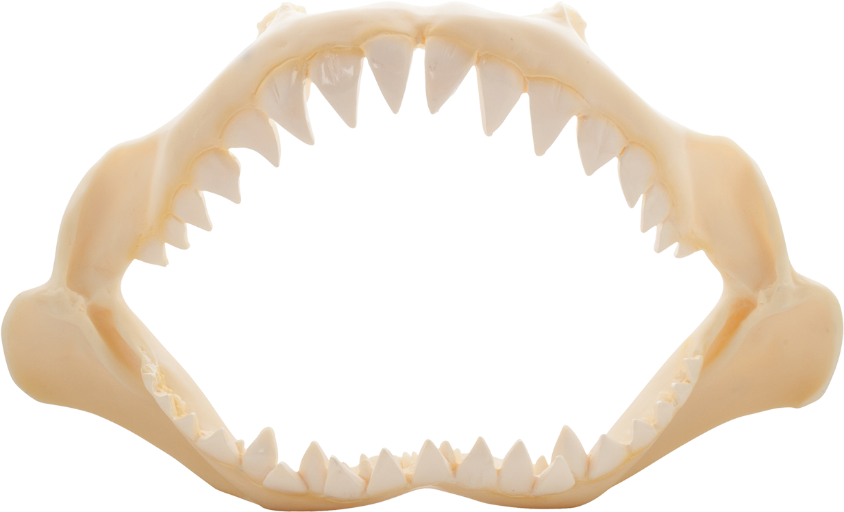 Download Shark Jaw Png - Shark Jaw Bone Png - ClipartKey
