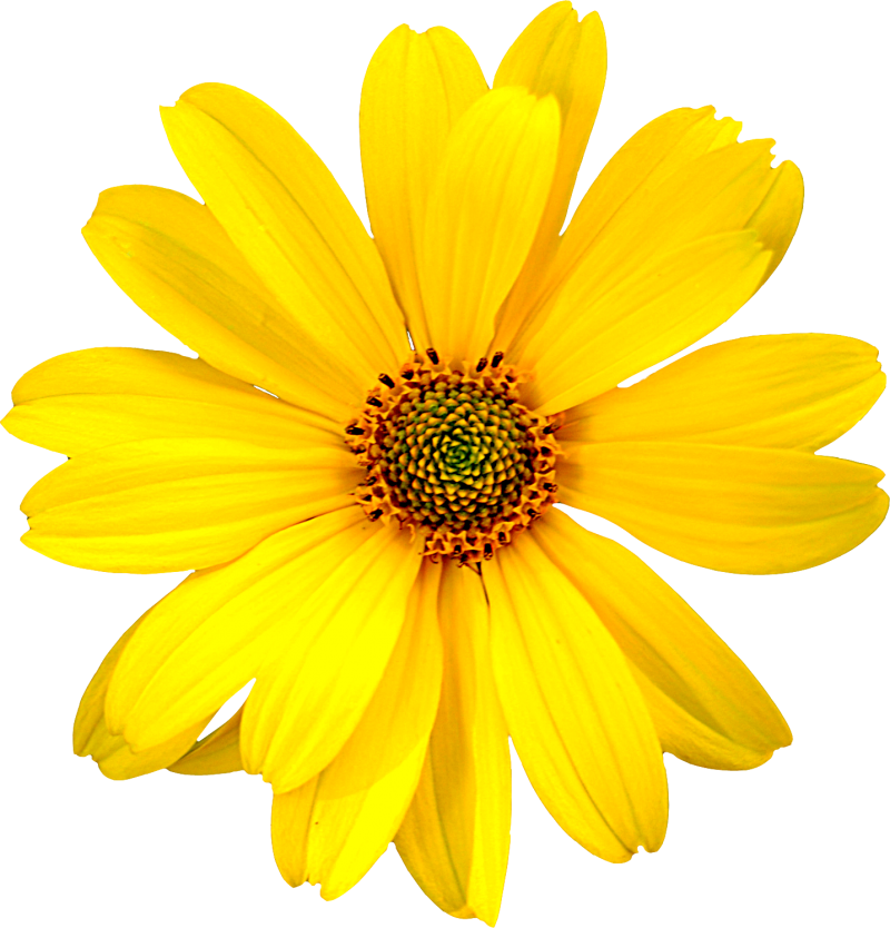 Download Transparent Field Of Flowers Png Realistic Sunflower Clip Download Transparent Field Of Flowers Png Realistic Sunflower Clip