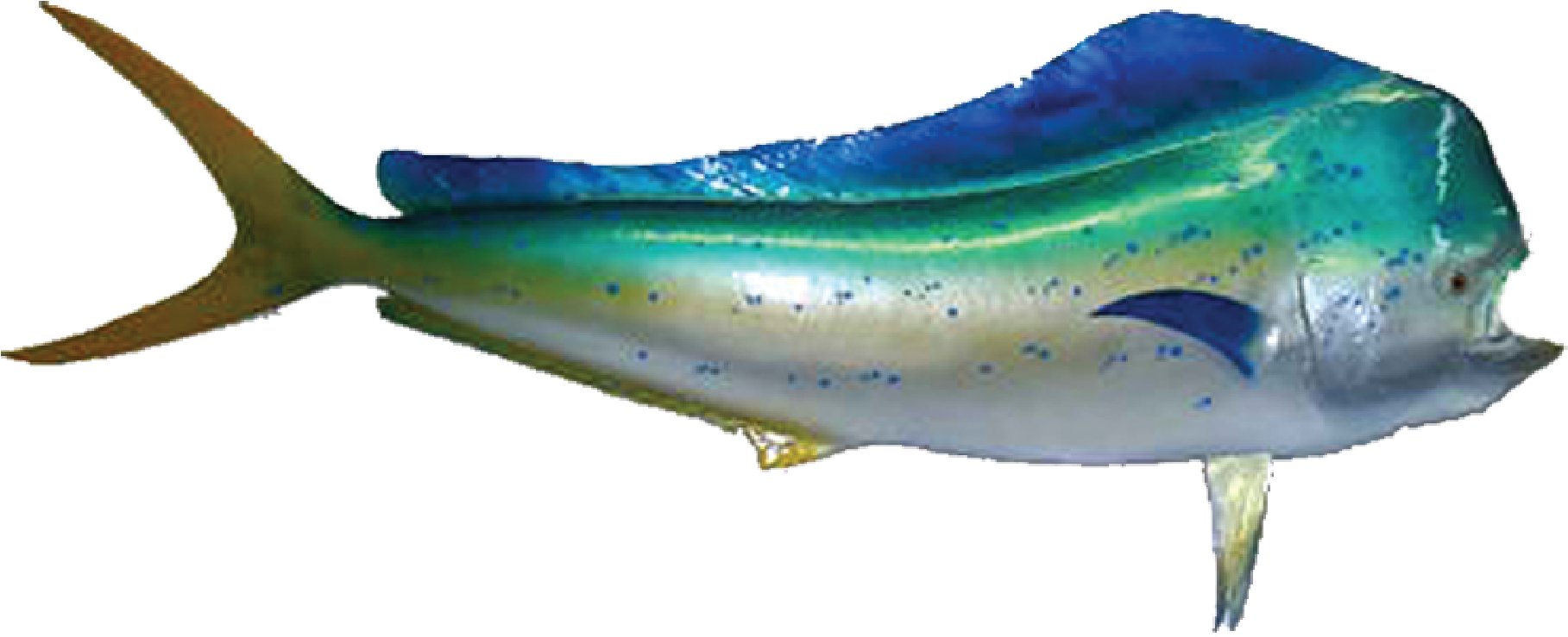 Download Mahi Mammal,cetacea,blue Whale Mahi Mahi Meme ClipartKey