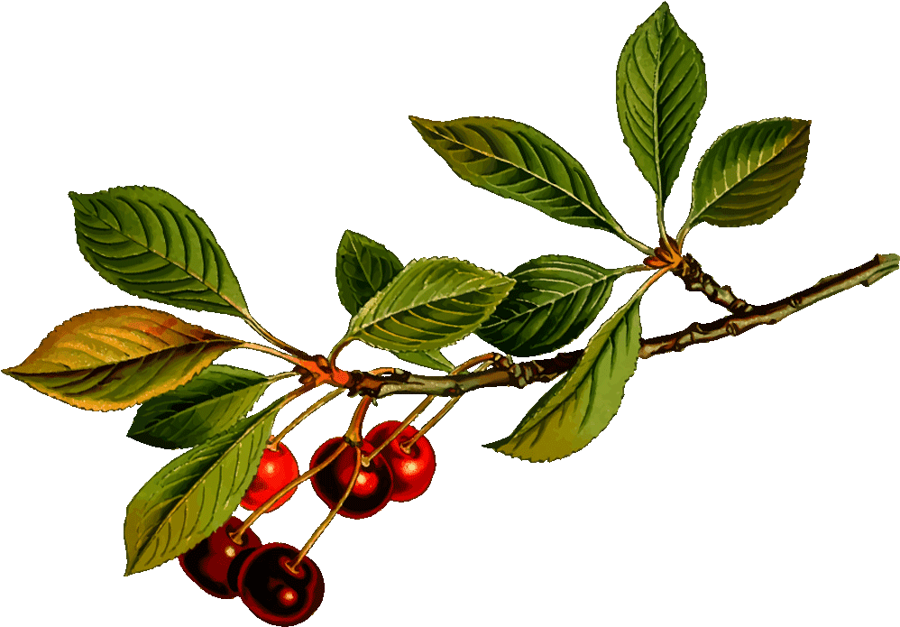 Download Cherry Tree Clip Art Free - Cherry Fruit Branch Png - ClipartKey