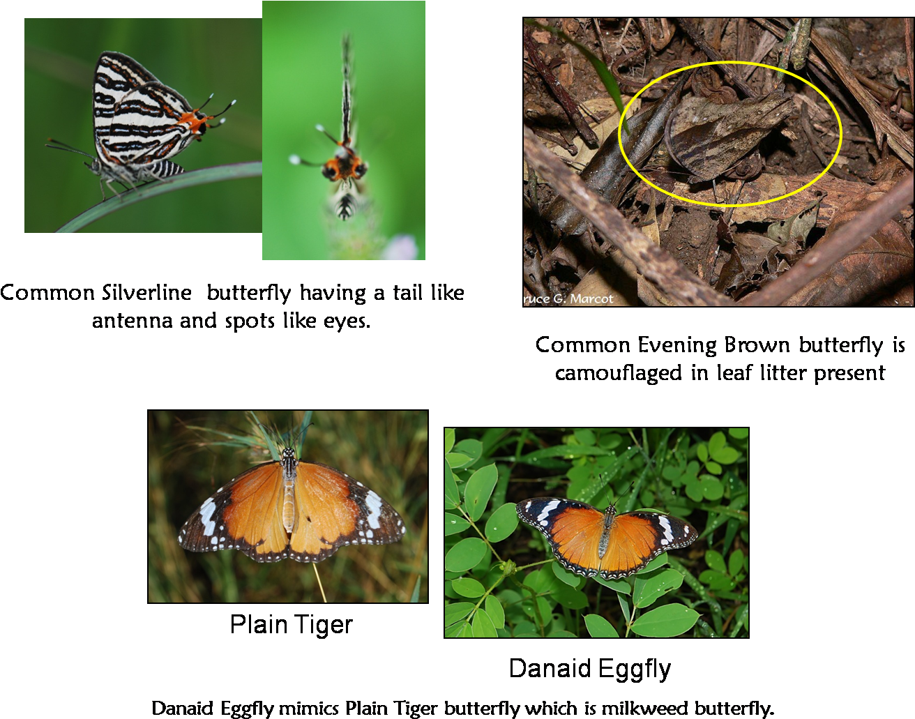 Download Common Butterflies - Japanese Beetle - ClipartKey