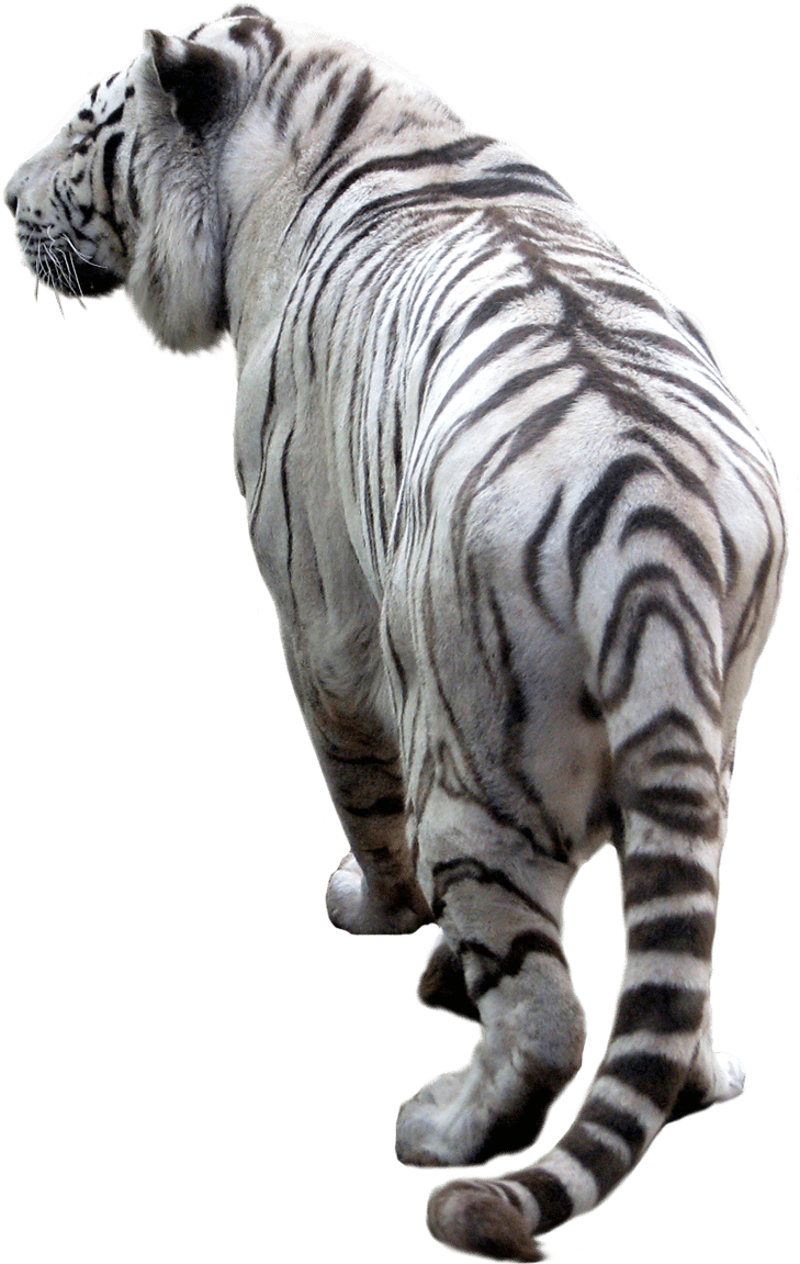 Download White Tiger Back Back Of Tiger Png ClipartKey