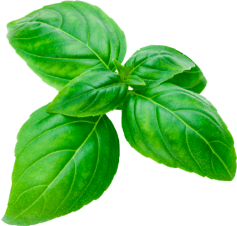 Download basil sprig cutout herbs basilsprig green basilikum