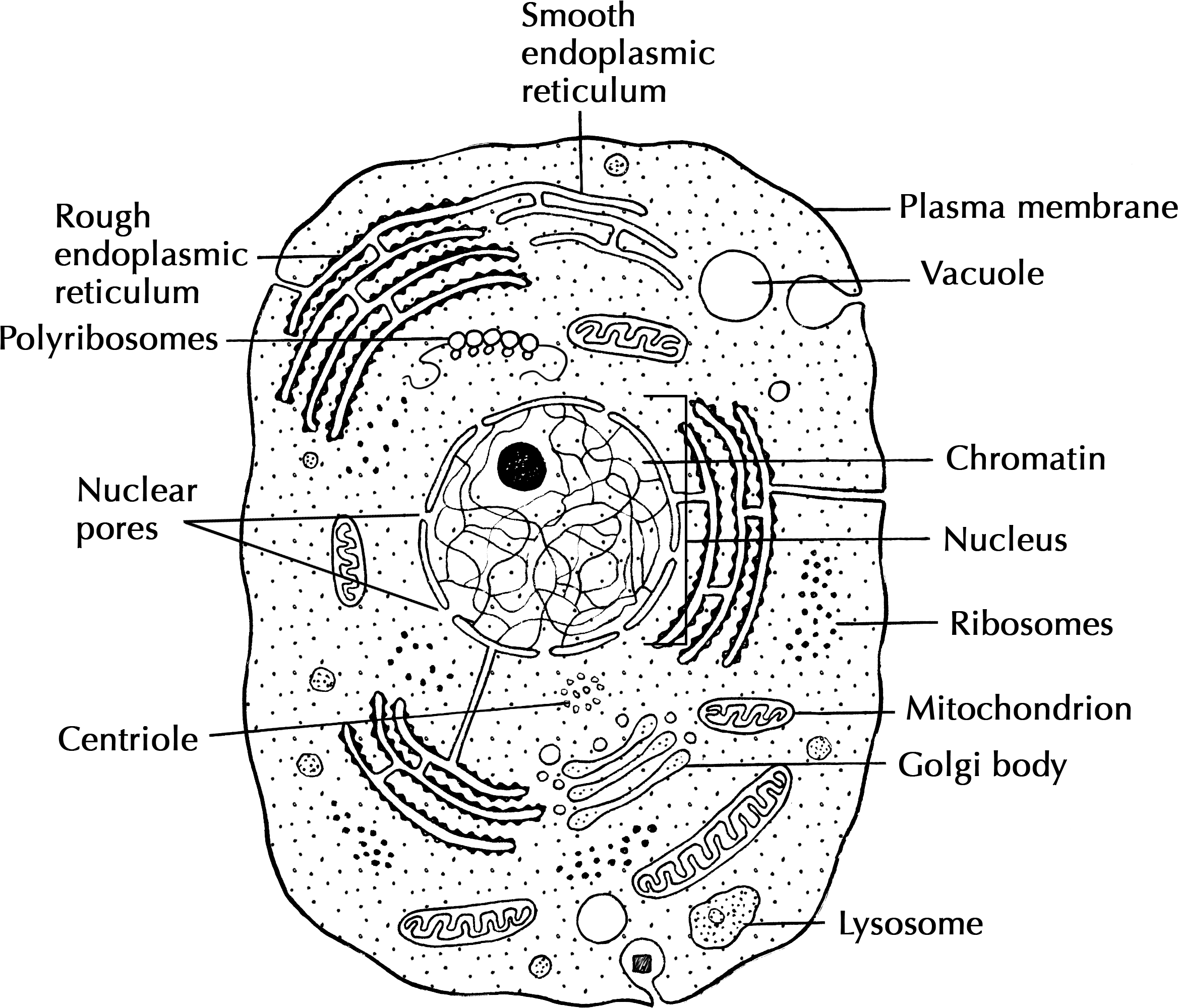 Схематичный рисунок клетки человека. Animal Cell структура. Строение клетки схема на латыни. Строение клетки на латыни. Строение Cell.