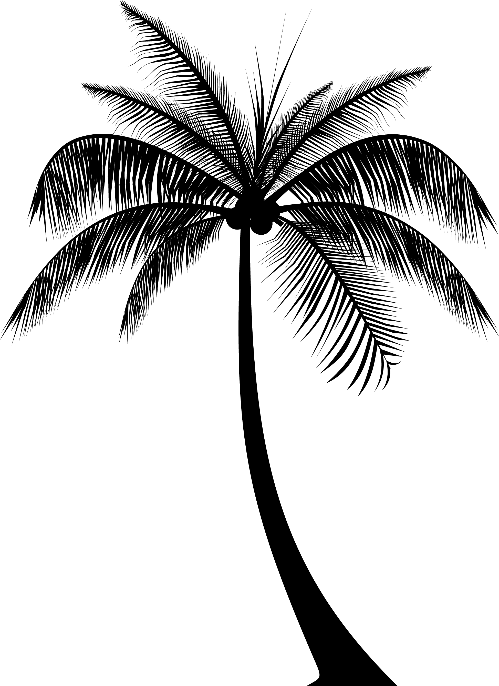 Download Transparent Palm Tree Silhouette Png Palm Trees Silhouette