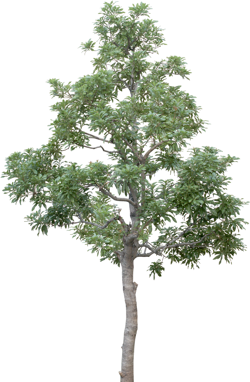Download Transparent Tree Limb Png Transparent Background Tree Png