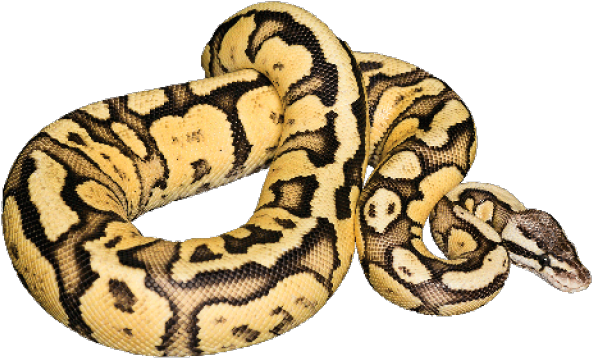 Download Ball Python Transparent Background - ClipartKey