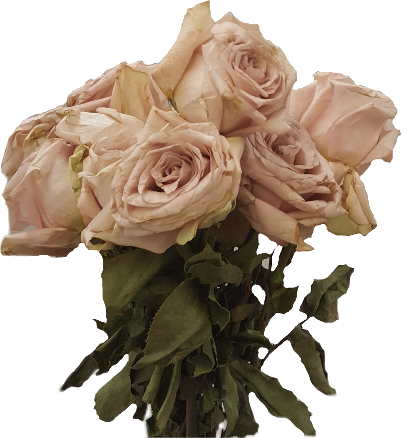 Download Transparent Dead Flowers Png Rose Dead Flowers Png ClipartKey