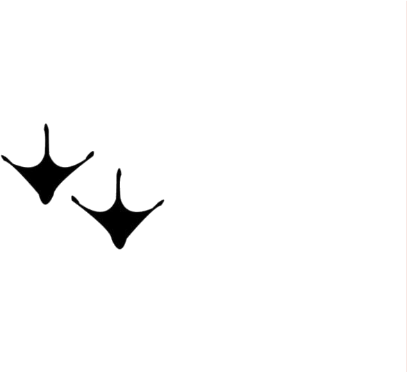 Download Turkey Feet Png Hd Image With Transparent Background ClipartKey