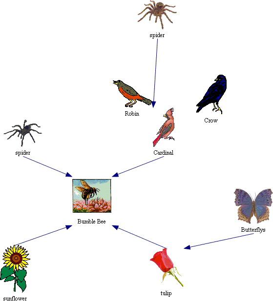 Download Honey Bee Food Chain Biology Diagrams
