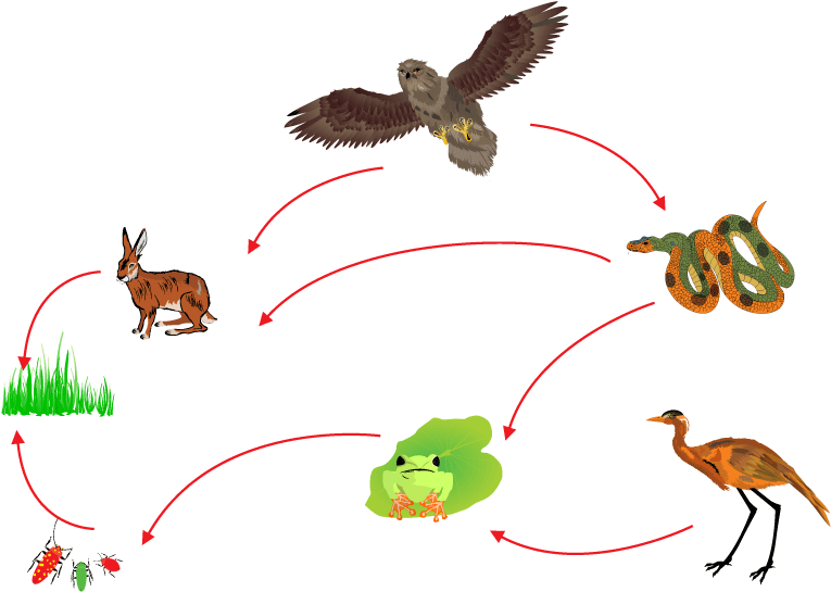 Download Food Chain Biological Circle Of Nature Food Chain ClipartKey