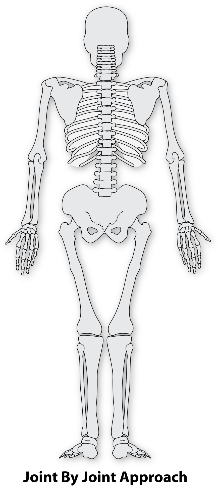 Download Transparent Skeleton Arm Png Highfield Awarding Body For