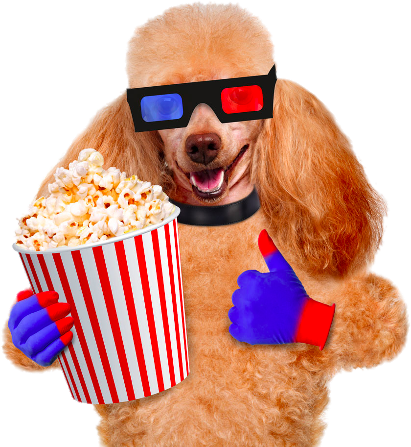 Download Cinema Photography Pug Dog Popcorn Film Stock Clipart Perro