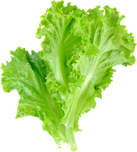 Download Romaine Lettuce Leaf Vegetable Salad Leaf Lettuce Latus Leaf