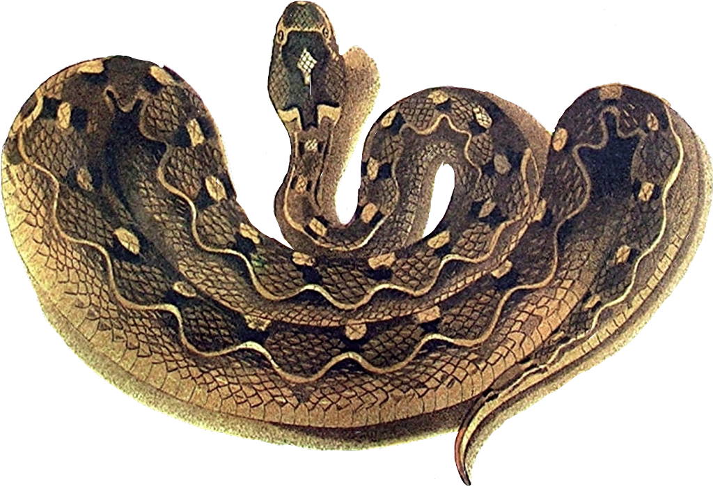 Download Transparent Coiled Snake Clipart - Speckled Band Swamp Adder ...