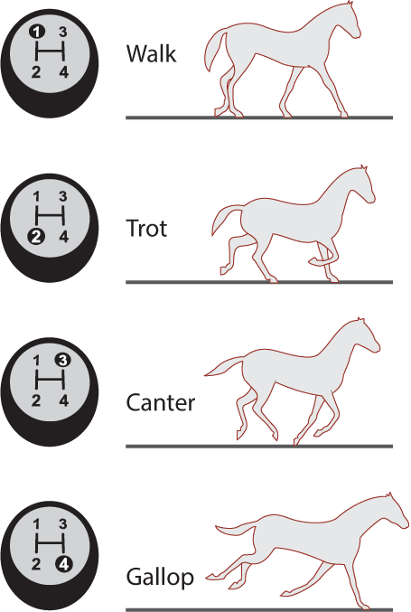Download Walk Trot Canter Gallop Clipart ClipartKey Download Walk Trot Canter Gallop Clipart ClipartKey