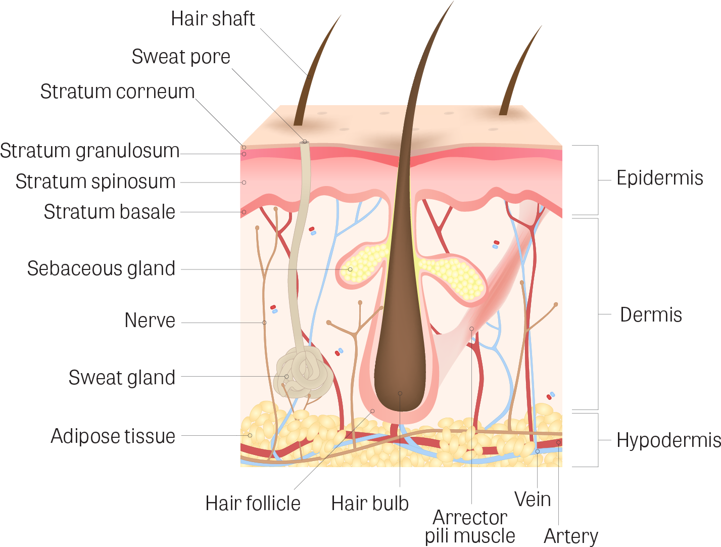 Строение дермы кожи человека. Stratum granulosum слой кожи. Волосяной фолликул и сальная железа. Строение волоса. Skin many