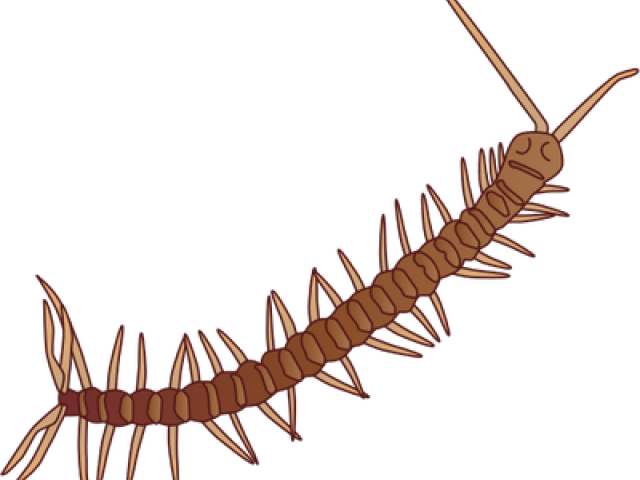 Download Millipede Clipart Milipede , Png Download - Millipedes
