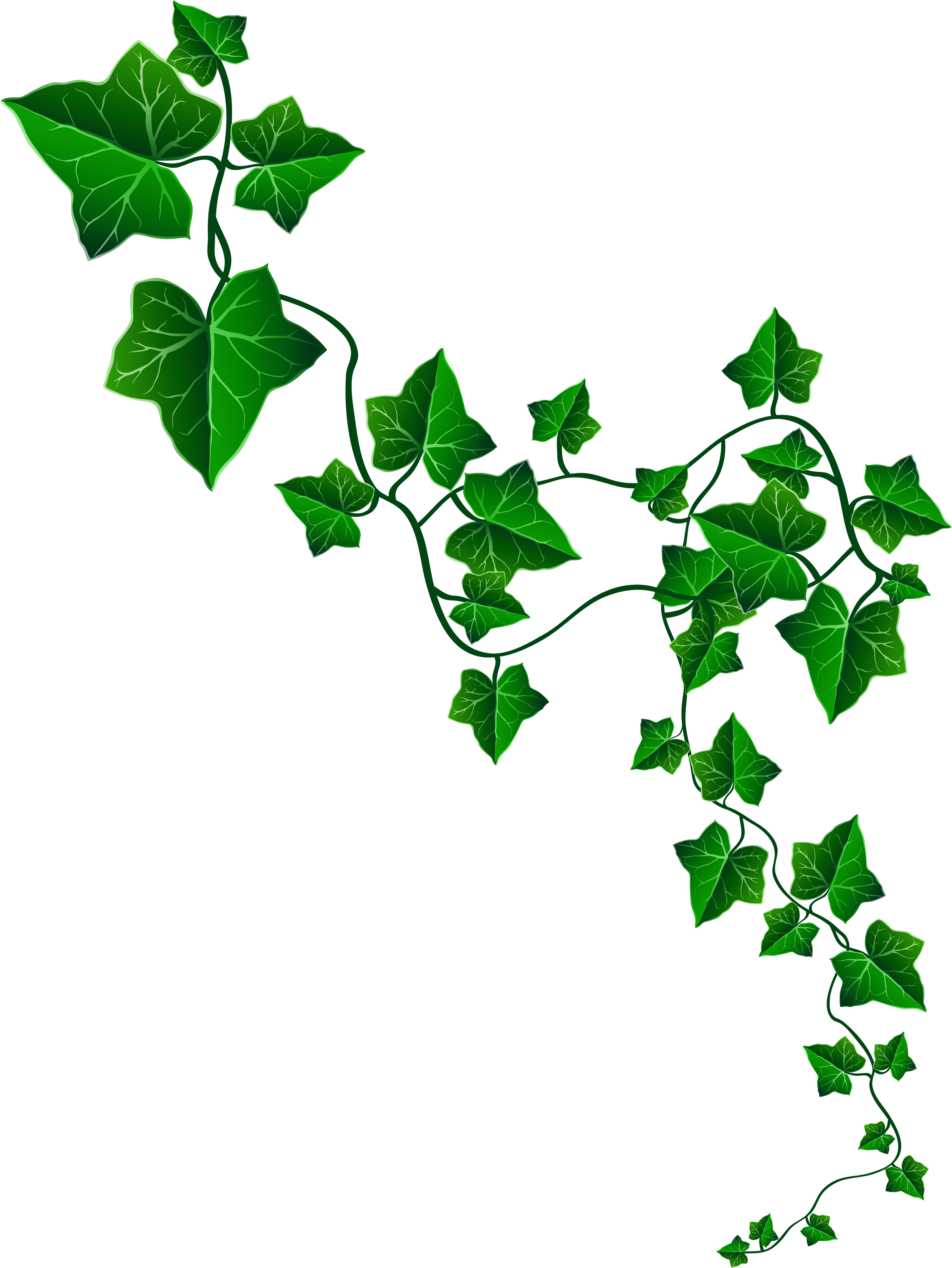 poison ivy. ivy black and white. ivy border. vine black and white. vine. gr...