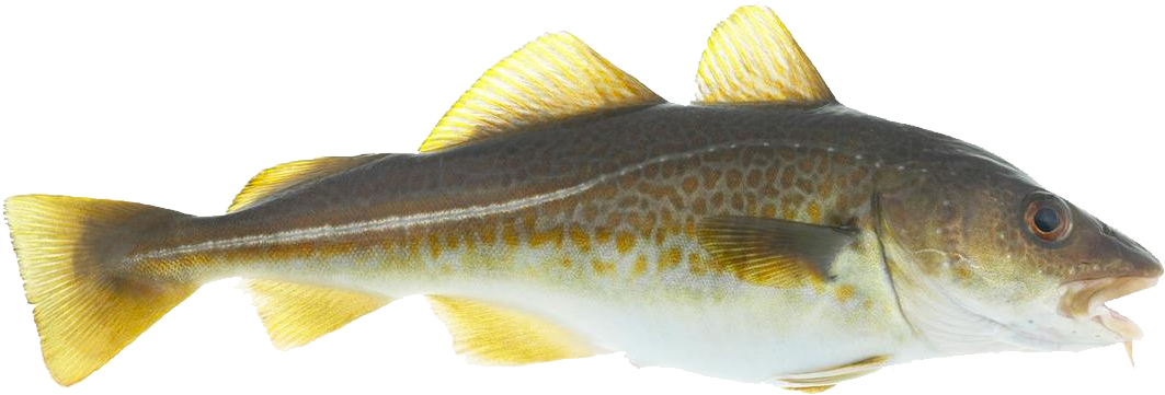 Download Atlantic Cod Transparent Background - ClipartKey