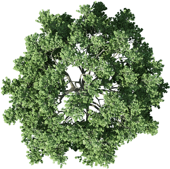 Download Transparent Treetop Clipart Tree Architecture Plan Png