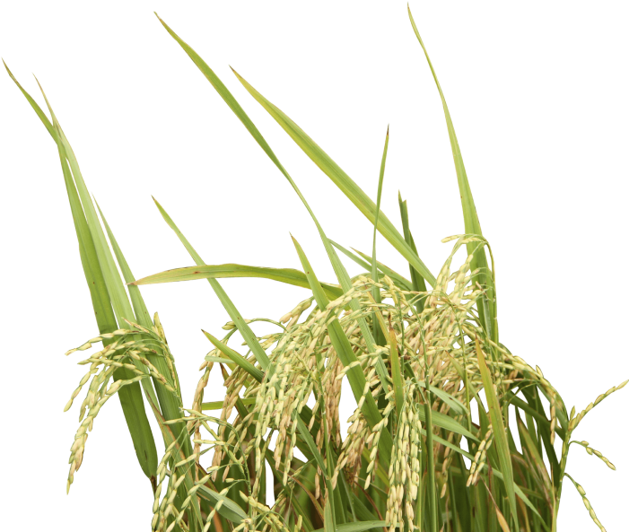 Download Rice Tree Png Rice Plant No Background Clipartkey
