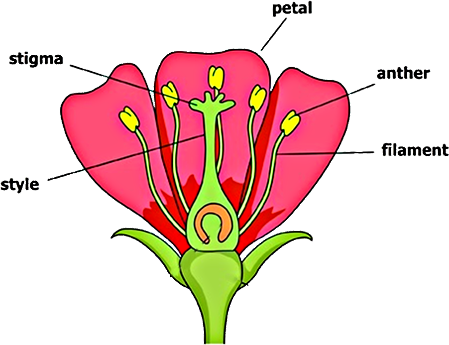 Download Diagram Of Flower With Labelling Clipartkey
