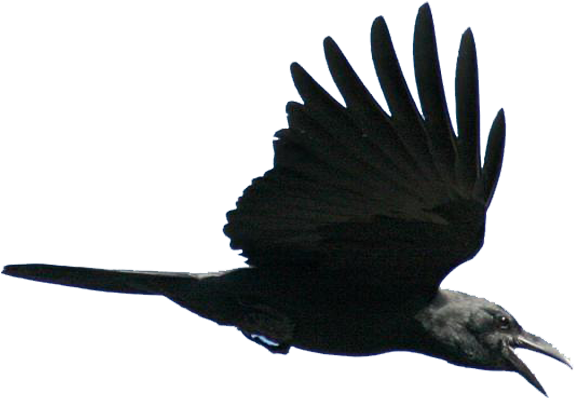 Download Flying Bird Png Download - Bird Black Png Flying - ClipartKey