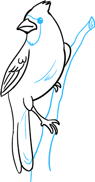 Download How To Draw Cardinal Bird Cardinal Bird Drawings Easy