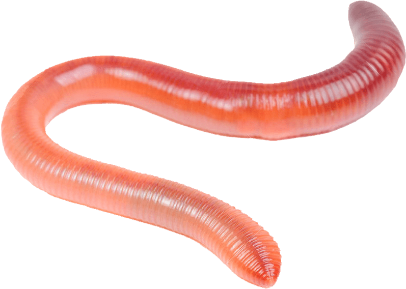 Download Transparent Worm Clipart - Transparent Background Worm Png