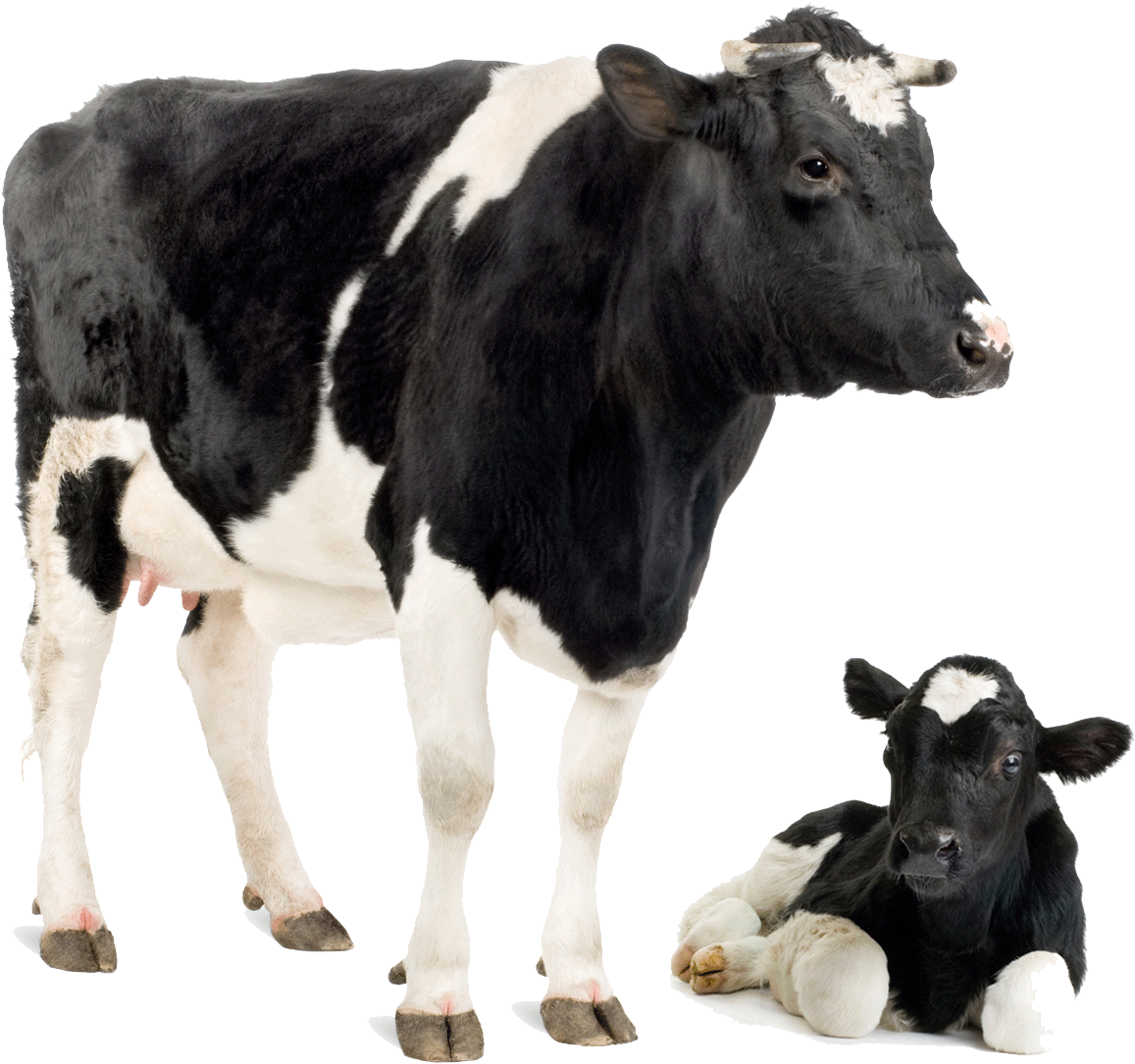 Download Friesian Cow Park Dairy Calf Cattle Holstein Clipart Cow And