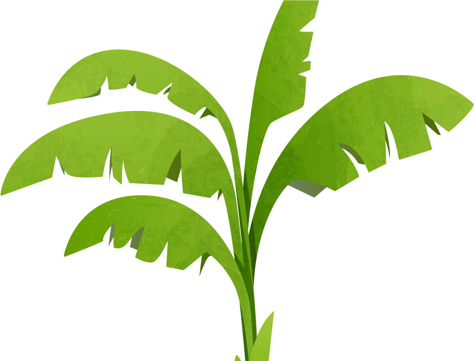Download Transparent Banana Tree Png Clipart , Png Download Clipart
