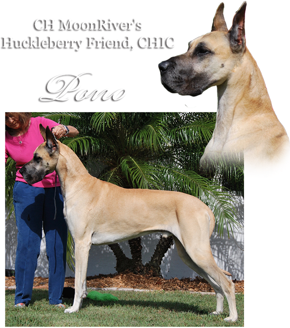 Download Transparent Great Dane Png - Great Dane - ClipartKey