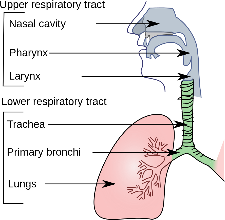 Download Respiratory System Organs ClipartKey