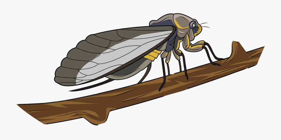 Illustration, Transparent Clipart