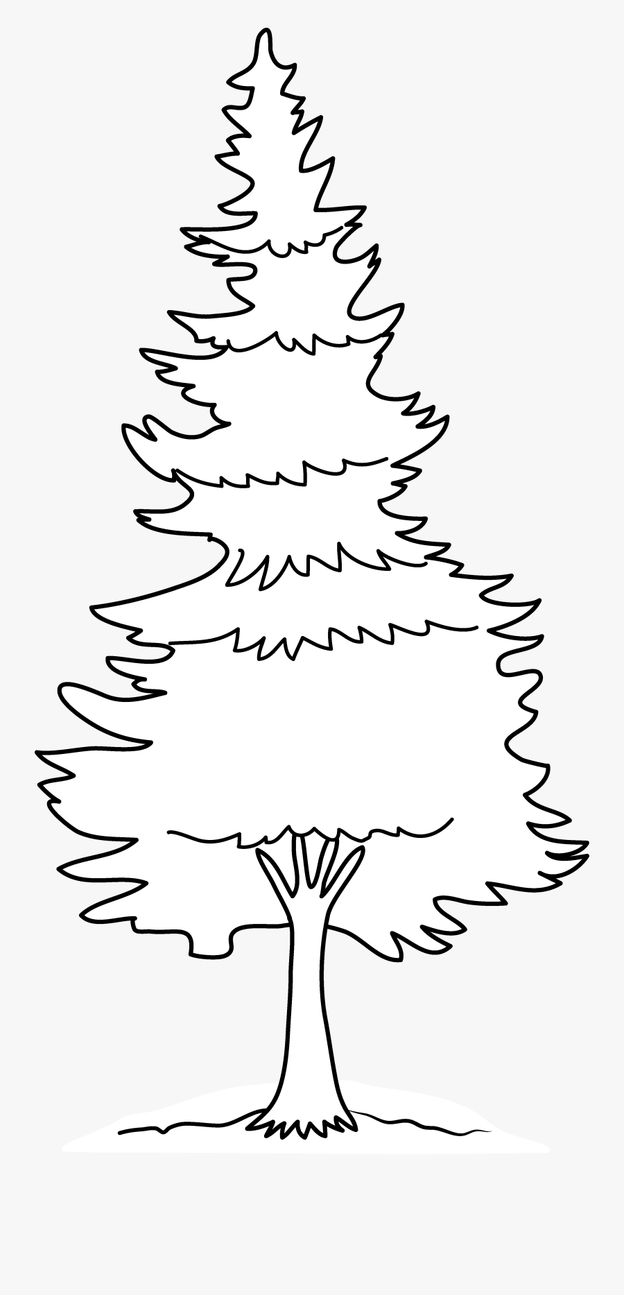 Pine Tree Coloring Page Free Clip Art - Pines Tree Coloring Page, Transparent Clipart