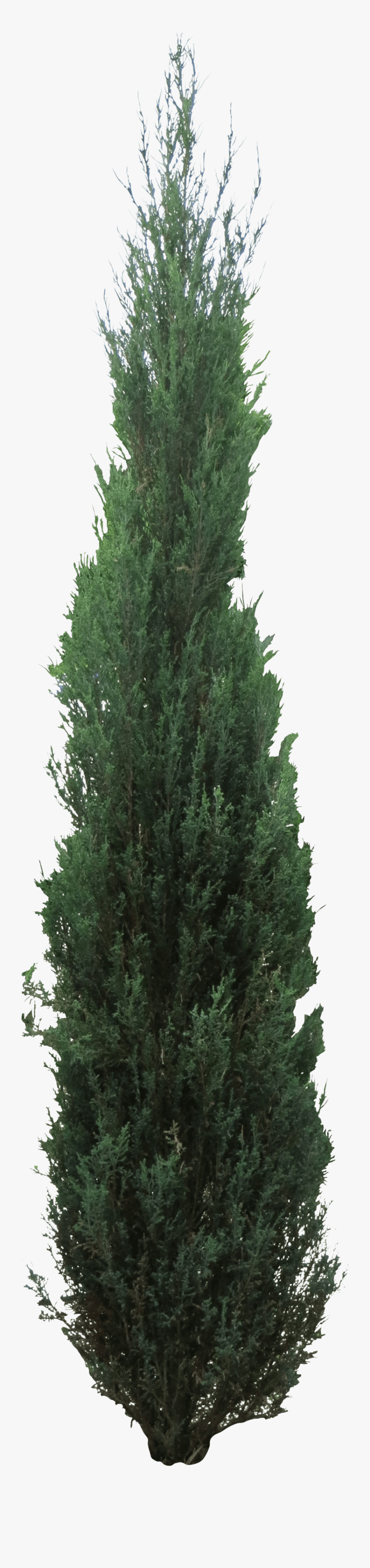 Pine Tree Clipart Juniper Tree , Png Download - Juniper Tree Png, Transparent Clipart