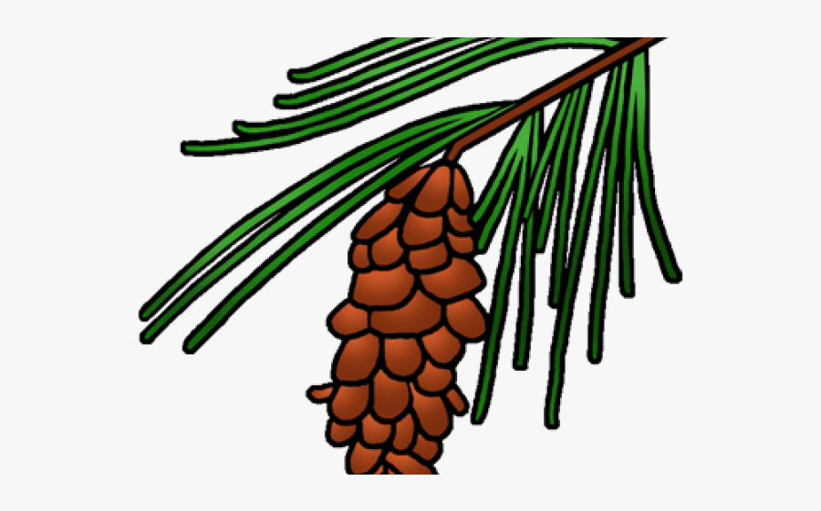 Pine Tree Clipart Loblolly Pine - Maine State Flower Drawing, Transparent Clipart