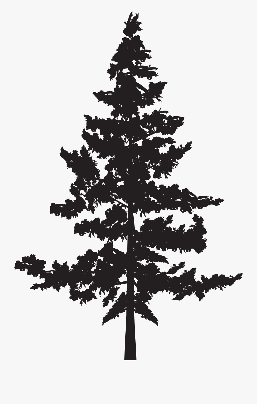 Black Pine Tree Pinus Contorta - Png Pine Trees Silhouette, Transparent Clipart
