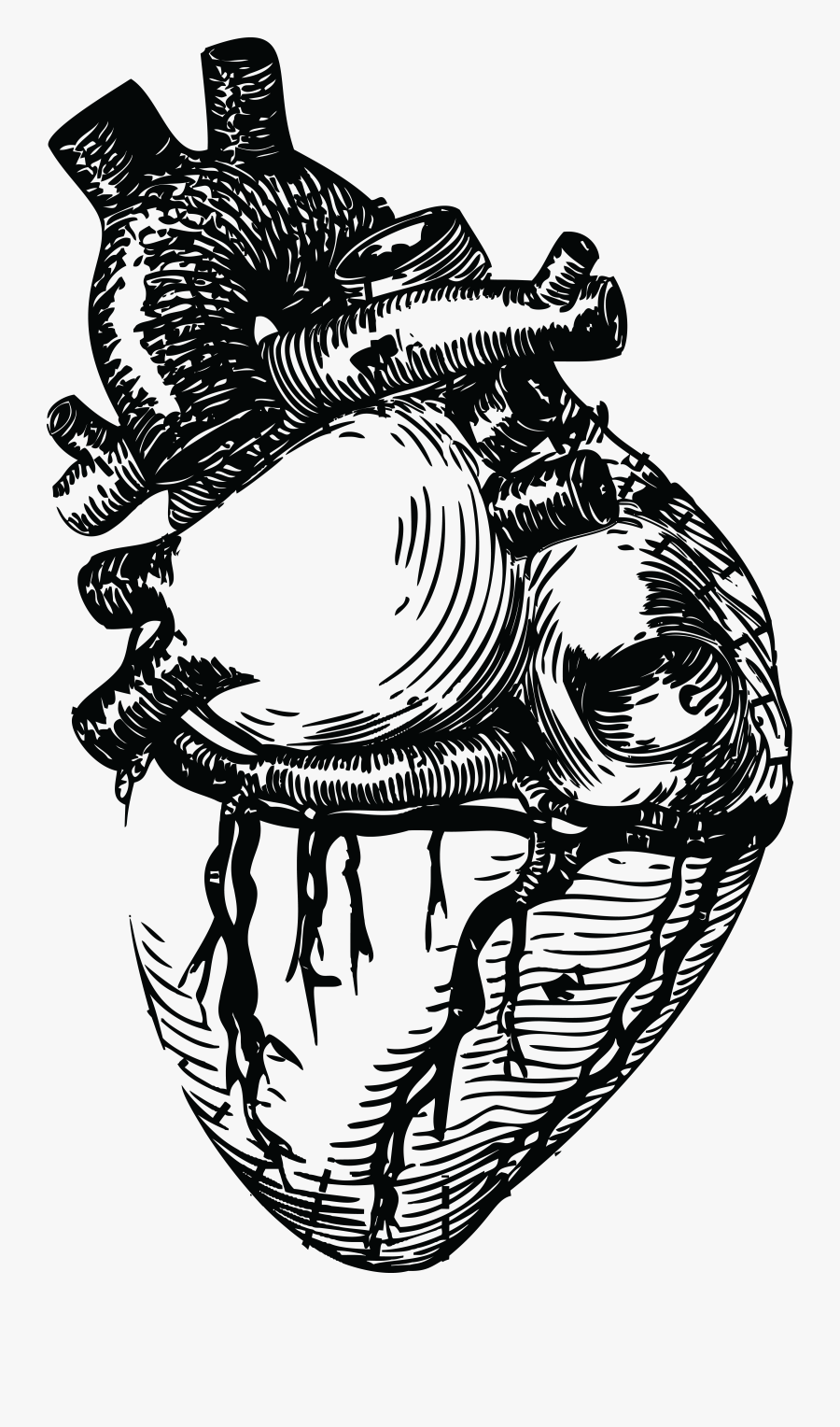 Free Clipart Of A Human Heart In Black And White - Human Heart Clipart Black And White, Transparent Clipart