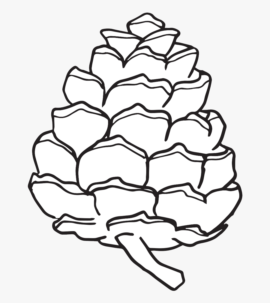 Black And White Pinecone Clip Art Www - Pine Cone Drawing Easy, Transparent Clipart
