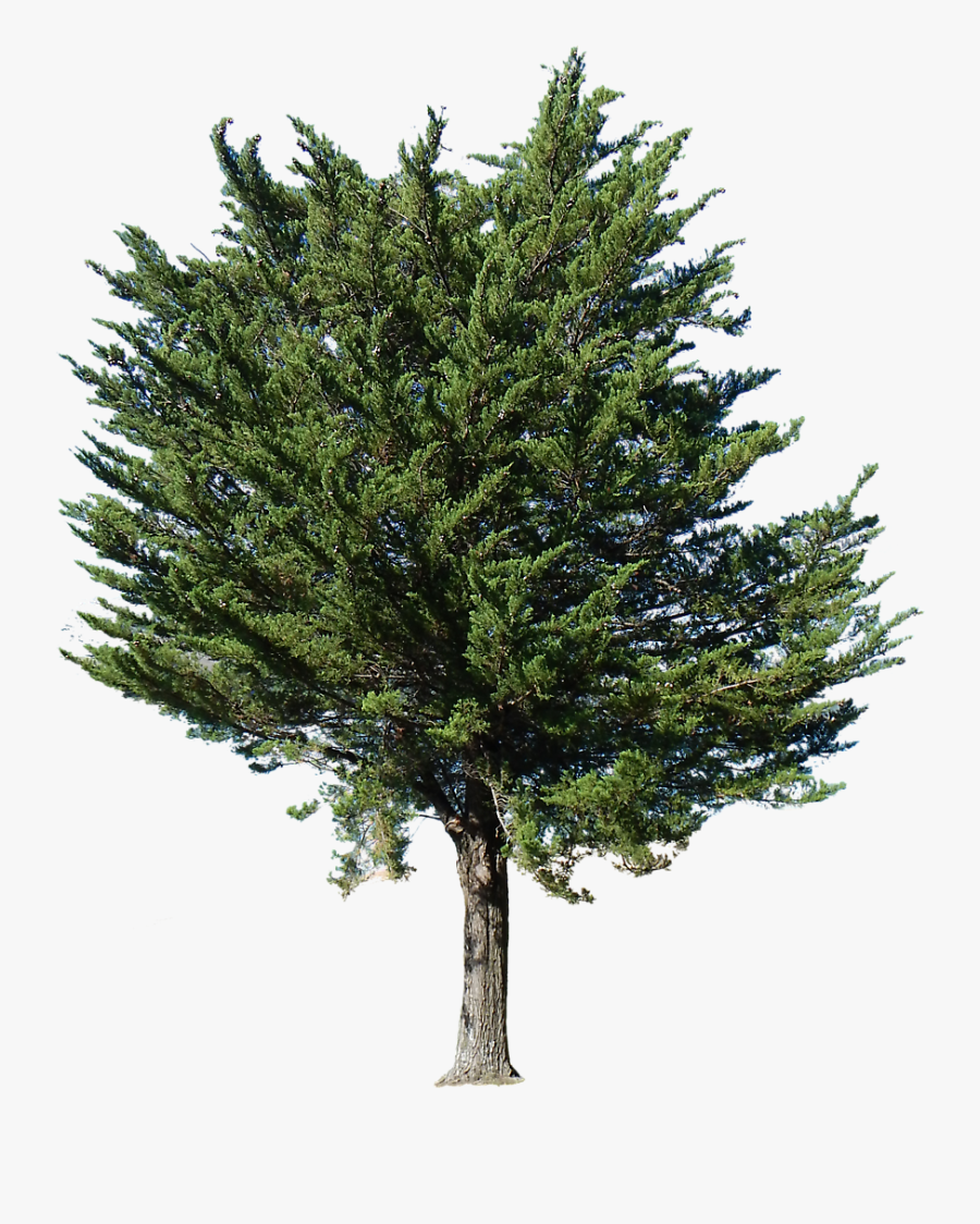 Transparent Background Pine Tree Png, Transparent Clipart