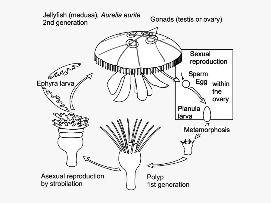 Clip Art Collection Free Ephyra Clipart - Aurelia Aurita Life Cycle, Transparent Clipart